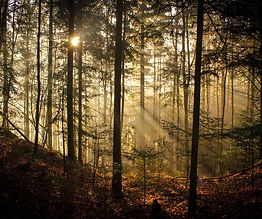 Forest.jpeg